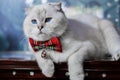 White Scottish Fold Cat, Blue Eyes