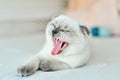 White Scottish fold domestic cat yawning in white bed. Beautiful white kitten. Portrait of Scottish kitten. Cute white cat kitten Royalty Free Stock Photo