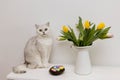 White Scottish Straight cat sitting next to a bouquet of flowers and a nest of Easter eggs Royalty Free Stock Photo