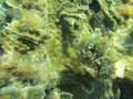 White scroll algae Padina jamaicensis growing on coral