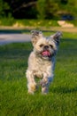 White scruffy dog running Royalty Free Stock Photo
