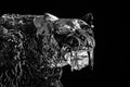 White sculpture of a Smilodon or saber-toothed cat on black