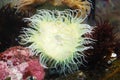 White Sea Anemone