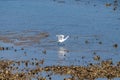 White sea birds catching oysters shellfish in Oesterschelde at low tide, Zeeland, Netherlands