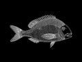 White Sea Bream vector illustration