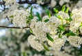 White Sea Buckthorn berry flowers, shrub with branches and green