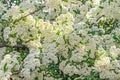 White Sea Buckthorn berry flowers, shrub with branches and green