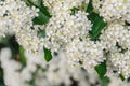 White Sea Buckthorn berry flowers, shrub with branches and green