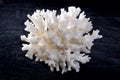 White sea coral Royalty Free Stock Photo