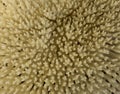 White sea coral background close up. Beautiful wallpaper or background made of coral with a large number of branches and Royalty Free Stock Photo