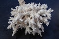 White Sea Coral on a black background Royalty Free Stock Photo