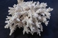 White Sea Coral on a black background Royalty Free Stock Photo