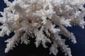 White Sea Coral on a black background Royalty Free Stock Photo
