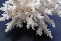 White Sea Coral on a black background Royalty Free Stock Photo
