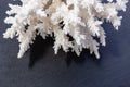 White Sea Coral on a black background Royalty Free Stock Photo