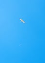 White sea gull flies in the blue sky, freedom and peace Royalty Free Stock Photo