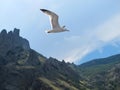 Scenic view of a sea gull in flight against the backdrop of the Karadag mountain range and blue sky and clouds on a clear sunny da Royalty Free Stock Photo