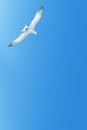 White sea gull in flight against the blue sky. Copy space. Marine background. Minimalistic image. Royalty Free Stock Photo