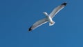 White sea gull flying in the blue sunny sky over the coast of the sea Royalty Free Stock Photo