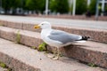 White sea gull on the granite city steps Royalty Free Stock Photo