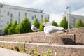 White sea gull on the granite city steps Royalty Free Stock Photo