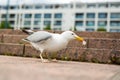 White sea gull on the granite city steps Royalty Free Stock Photo