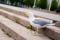 White sea gull on the granite city steps Royalty Free Stock Photo
