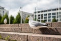 White sea gull on the granite steps Royalty Free Stock Photo