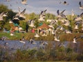 White sea-gulls Royalty Free Stock Photo