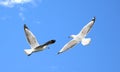 White sea gulls flying