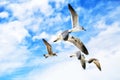 White sea gulls flying in the blue sunny sky Royalty Free Stock Photo