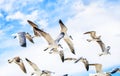 White sea gulls flying in the blue sunny sky Royalty Free Stock Photo