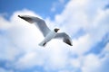 White sea gulls flying in blue sunny sky Royalty Free Stock Photo