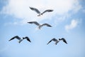 White sea gulls flying in blue sunny sky Royalty Free Stock Photo