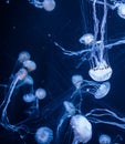 White sea jellyfish on a dark blue background Royalty Free Stock Photo