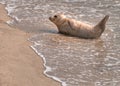 White Sea Lion