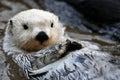 White sea otter Royalty Free Stock Photo