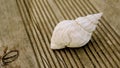 White sea shell abandoned on used teck plank