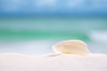 White sea shell on beach sand and sea Royalty Free Stock Photo