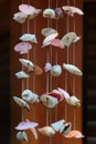 White sea shells of cockles and clams as a wind chime