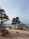 White sea. Spring. Pine trees against the background of the sea and melting snow Royalty Free Stock Photo