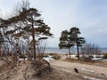 White sea. Spring. Pine trees against the background of the sea and melting snow Royalty Free Stock Photo