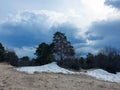 White sea. Spring. Pine trees against the background of the sea and melting snow Royalty Free Stock Photo