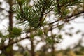 White sea. Spring. Pine trees against the background of the sea and melting snow Royalty Free Stock Photo