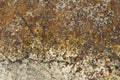 A white sea stone with cracks and yellow moss with black mold. natural rough surface texture