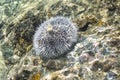 White sea urchin on Caribbean reef Royalty Free Stock Photo