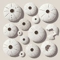 Shells Echinodermata arranged on a plain surface showcasing varying sizes Royalty Free Stock Photo