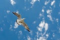 White seabird with black wing tips flight under the blue sky of the Bulgaria. Seagull view of flying above the Black sea water. Royalty Free Stock Photo