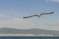 White seabird with black wing tips flight under the blue sky of the Bulgaria. Seagull view of flying above the Black sea water. Royalty Free Stock Photo