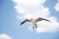 White seabird with black wing tips flying and soaring up in the blue air.